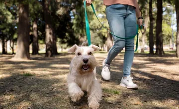 Kaplnka v Bytči nie je psí park. Mesto avizuje kontroly, hrozia aj sankcie