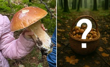 Hubárka zabudla v lese na Liptove košík plný obrovských hríbov. Ponúka ich ako nálezné