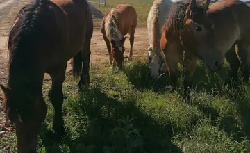Vodiči, pozor! Po frekventovanej ceste na Liptove behá päť koní, hľadá sa majiteľ