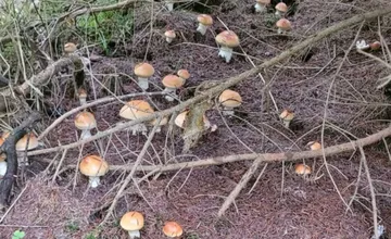 Na Orave sa rozrástli huby pripomínajúce dubáky. Pozor, môžu byť nejedlé či jedovaté!