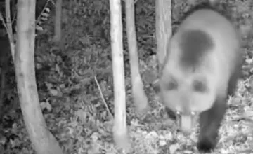 VIDEO: Obec na Orave v noci navštívil medveď. Chodil okolo záhrad rodinných domov