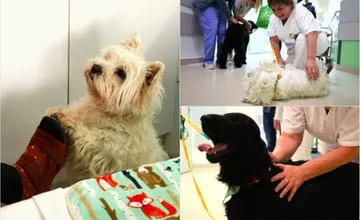 FOTO: Žilinským pacientom už vyše roka pomáhajú psie terapeutky. Nemocnica chváli ich úspechy