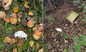 Ľudia našli na zemi zamrznuté domáce zvieratká. Martinčania sú zhrození, spochybňujú ľudskosť