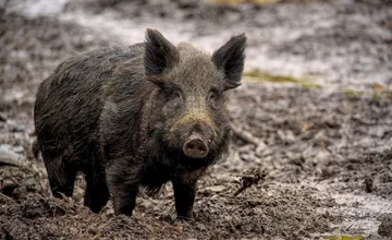 Rodinka diviakov navštívila autobusovú zastávku v Bytčici. Situáciu sleduje mestská polícia