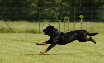 Navoľno pustený pes napadol pri Martine dve 10-ročné dievčatá. Obec varuje obyvateľov
