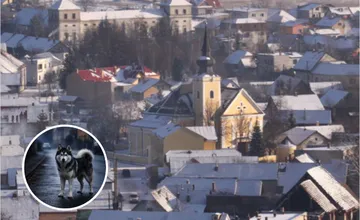 Po obci pri Žiline sa potulujú veľké psy bez dozoru, starosta vyzýva obyvateľov k opatrnosti