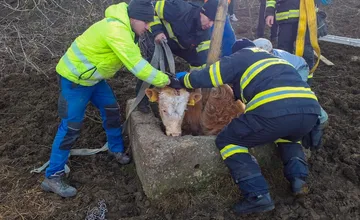 Ďalší netradičný zásah. Hasiči z Liptova pomáhali 150-kilovému býčkovi, ktorý spadol do šachty