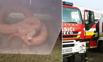 VIDEO: Hasiči z Čadce zasahovali pri odchyte hada. Ušiel z terária a schoval sa za gaučom