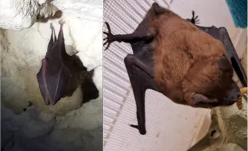 Vo Veľkej Fatre zachraňujú prvé vyčerpané netopiere tejto zimy, nečakané prebudenie ich môže zabiť