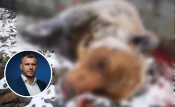 FOTO: Vlak pri Hornej Štubni zrazil medveďa. Incident opäť zverejnil štátny tajomník Kuffa