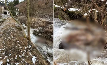Uhynutá jelenica v potoku nad Martinom vyvolala obavy, ide o druhú za dva týždne. Tečie do Martina kontaminovaná voda? 