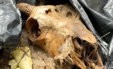 Do jaskyne na Liptove niekto nanosil vrecia plné mŕtvych zvierat. Pozor na vodu v studniach!