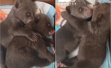 VIDEO: Zábery medvedích sirôt z Liptova dojali tisíce ľudí. Sestričky sa k sebe pred spánkom nežne túlia