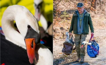 VIDEO: Záchranári zo Zázrivej vrátili dve uzdravené labute späť domov, išlo o dojemný návrat do prírody