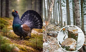 Rúbanie storočných stromov v Žilinskom kraji pobúrilo ochranárov. Hlucháň prichádza o svoj domov, hrozia sankcie 