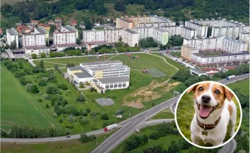 Obyvatelia martinského sídliska upozorňujú na problém so psími výkalmi, podľa viacerých to vyzerá ako na mínovom poli