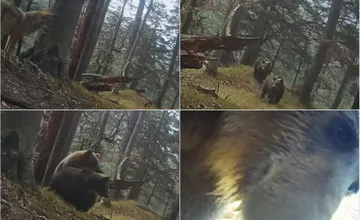 VIDEO: Medvede vo Veľkej Fatre odohnali vlky od koristi. Zvedavá šelma pokazila fotografovi zábery