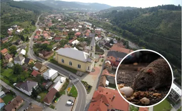 Premnožené potkany a myši: V Krásne nad Kysucou chystajú deratizáciu