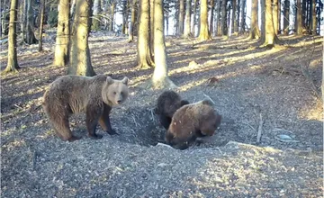 VIDEO: Medvede pri Rajci už nespia, zachytila ich fotopasca v lese