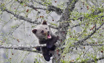 Medvede sa prebúdzajú zo zimného spánku. Poznáte týchto 6 pravidiel v lese? Otestujte sa, mnohí turisti robia chybu