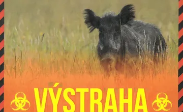 V Rajeckej doline sa šíri neliečiteľná choroba diviakov. Domáce zvieratá zabije takmer s istotou