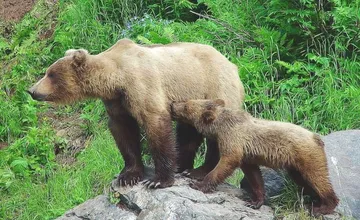 Žilinské seniorky stretli na obľúbenom mieste medvieďa, nasledovalo ich na túre. Báli sa jeho matky