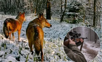 Odstrel vlka pri Martine vyvoláva otázky: Komisia prípad zastavila, inde za to dali pokutu len 20 eur