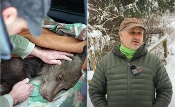 Cez 320 stretnutí s medveďom a ani jeden útok. Správca zo Zázrivej hovorí o skúsenostiach s našimi šelmami