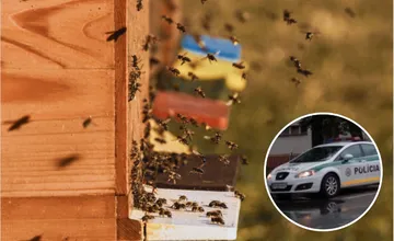 Neúspešný včelár z Liptova skončil pred súdom. Chytili ho pri krádeži kníh o včelách
