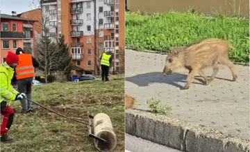 VIDEO: Diviaky zničili plochy na Hájiku: Mesto ich postupne obnovuje