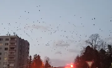 Zhadzujú im hniezda a opiľujú stromy, no nepomáha to. Liptovský Mikuláš chce vytlačiť havrany z parku