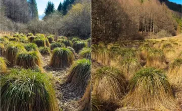 VIDEO: Turisti zostali zaskočení, keď v Rajeckej doline objavili zvláštny prírodný úkaz ako z inej planéty 
