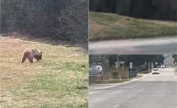 VIDEO: Medveď sa pohyboval kúsok od domov v obľúbenej lokalite na Liptove. Turisti aj vodiči, pozor!