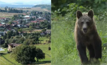 V mestskej časti Žiliny sa mal objaviť medveď: Obyvateľov vyzývajú na zvýšenú opatrnosť