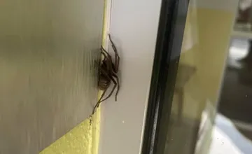 Ušla niekomu tarantula? Martinčan si našiel doma obrovského pavúka, ľudí z Turca desia už dlhšie