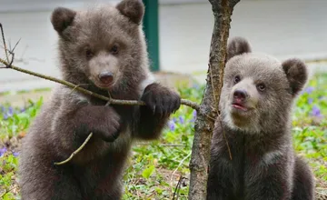 Siroty po zavraždenej medvedici z Ružomberka dostanú mená. Vybrať ich môžete aj vy
