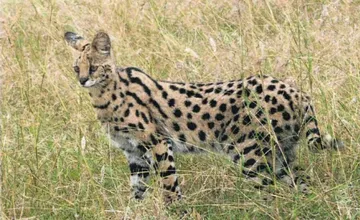 V Ranči pri Žiline môže pribudnúť nová exotická šelma. Rozhodovať budú aj mestskí poslanci