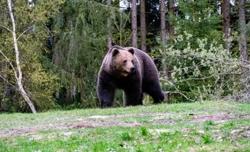V obciach na Kysuciach videli medvede. Varuje pred nimi prednostka okresného úradu