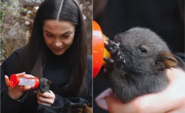 VIDEO: Bezbranné mláďatko veveričky zo Zázrivej dojíma internet. Našli ho slepé a podchladené