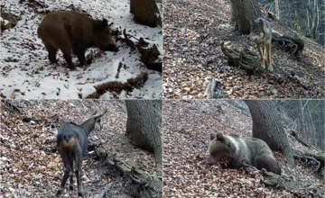 VIDEO: Fotograf nechal kameru vo Veľkej Fatre. Pózoval mu medveď, vlk, líšky, diviak a dokonca aj kamzíky