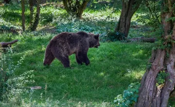 Cyklistov na Liptove naháňal medveď, stopy veľkého jedinca videli aj v obľúbenom hájiku