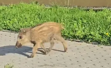 Pri autobusovej zastávke v Žiline vychováva diviačica svoje mláďatá. Obyvatelia sa boja o deti