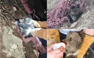 FOTO: Medvieďa z Veľkej Fatry našli zamotané v sieti. Malá Zora mala len pár minút