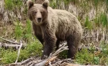 V známej turistickej lokalite na Kysuciach videli medveďa. Obec varuje, šelma nejavila známky plachosti