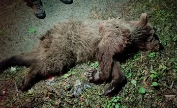 Starší medveď vošiel na železnicu v Turci. Prešli po ňom dva vlaky, z tela odobrali vzorky