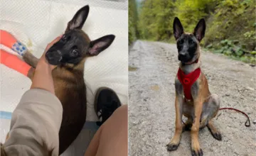 Malá Mia bojovala o život. Veterinári zo Žiliny ju zachránili po 18 dňoch liečby