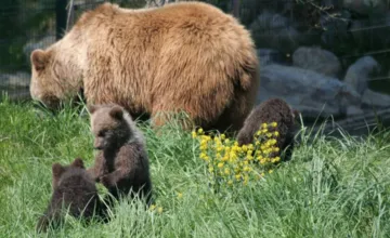 Cyklisti na Liptove stretli medvedicu s mláďatami. Postavila sa na zadné, ostali ju pozorovať