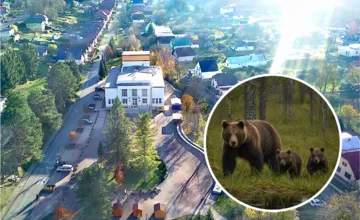 V obci v Žilinskom okrese hlásia medvedicu s mláďatami. Obec vyzýva na maximálnu opatrnosť