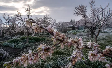 Koniec apríla prinesie nečakanú ranu pre záhradkárov a prírodu. Teploty v Žilinskom kraji klesnú na -7 °C