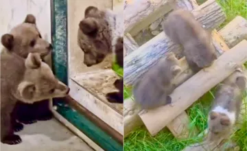 VIDEO: Bojnická ZOO spojila tri osirelé medvieďatá zo Žilinského kraja dokopy, pridala sa k nim Zora